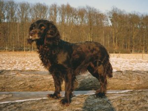 Laika vom Hopfenhof 90-184