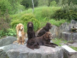 Wendy, Yaska, Zeder, Sultan HV 2016