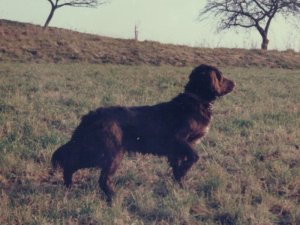 Irina vom Hopfenhof 85-021