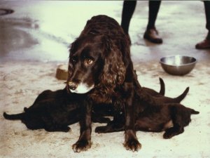 Hoheit vom Hopfenhof 84-346 mit Welpen