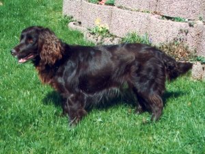 Dela vom Breisgau 93-535