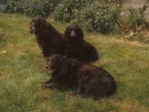 Gabi, Laika, Ingina 1991