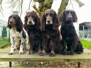 2023 Ayka, Zeder, Yaska, Kira