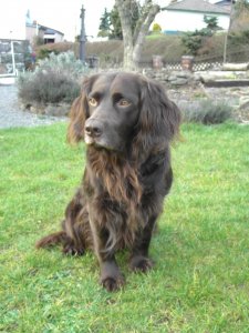 Rameado vom Hopfenhof 02-203 (Paul)