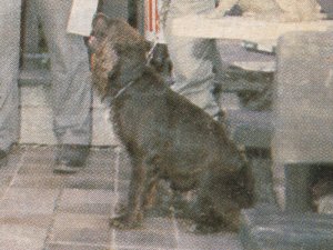 Herold vom Hopfenhof 84-340