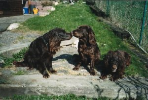 Dela, Hera, Laika 1996