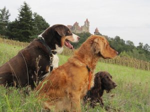 2010 Klemens, Carmina, Uleika