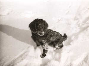 Holde vom Hopfenhof 84-347