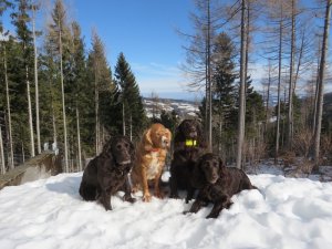 2017 Yaska, Wendy, Zeder, Zita