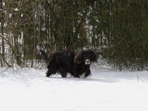 Dela vom Breisgau / Februar 2005