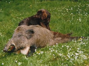 Kirre vom Hopfenhof 88-497 mit Sau