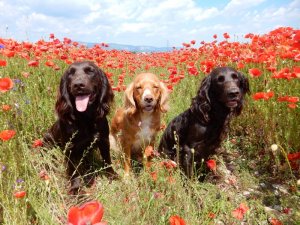 2015 Zeder, Wendy, Yaska