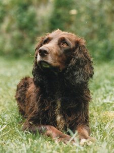 Ingomar vom Hopfenhof 85-015