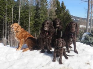 2018 Wendy,Yaska, Zeder, Bea, Coline