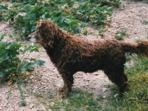 Irminhard vpm Hopfenhof 85-016