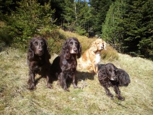 2019 Bea, Zeder, Wendy, Yaska