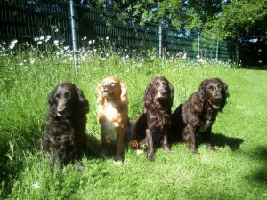 2019 Yaska, Wendy, Zeder, Bea