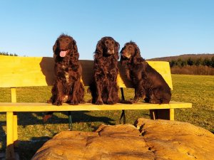  2021 Bea, Yaska, Zeder