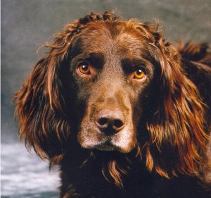 Lester vom Hopfenhpof 90-181