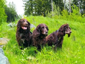  2021 Bea, Yaska, Zeder