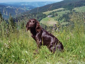 Ragierea vom Hopfenhof 02-205