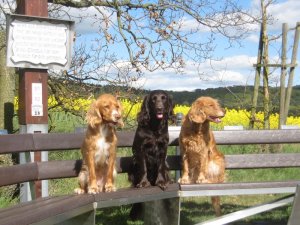 2014 Wendy, Yaska, Carmina