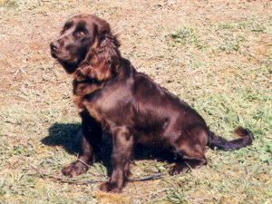 Picea vom Hopfenhof 99-063