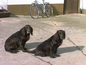 Hera und Pumila (Paula)