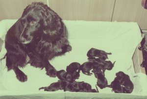 Gabi mit I-Wurf / Januar 1985