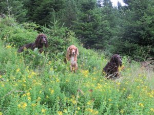 2016 Zeder, Wendy, Yaska