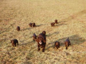 Gabi mit K-Wurf im Revier