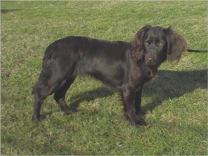 Roseta vom Hopfenhof 02-208 (Rosie)