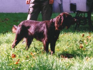 Ostara vom Hopfenhof 98-070 (Otti)