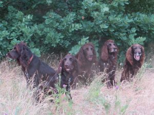 Zeder, Coline, Zita, Zenzi, Unica HV 2018