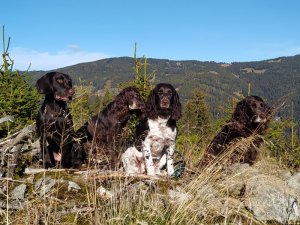 2022 Kira, Zeder, Ayka, Yaska